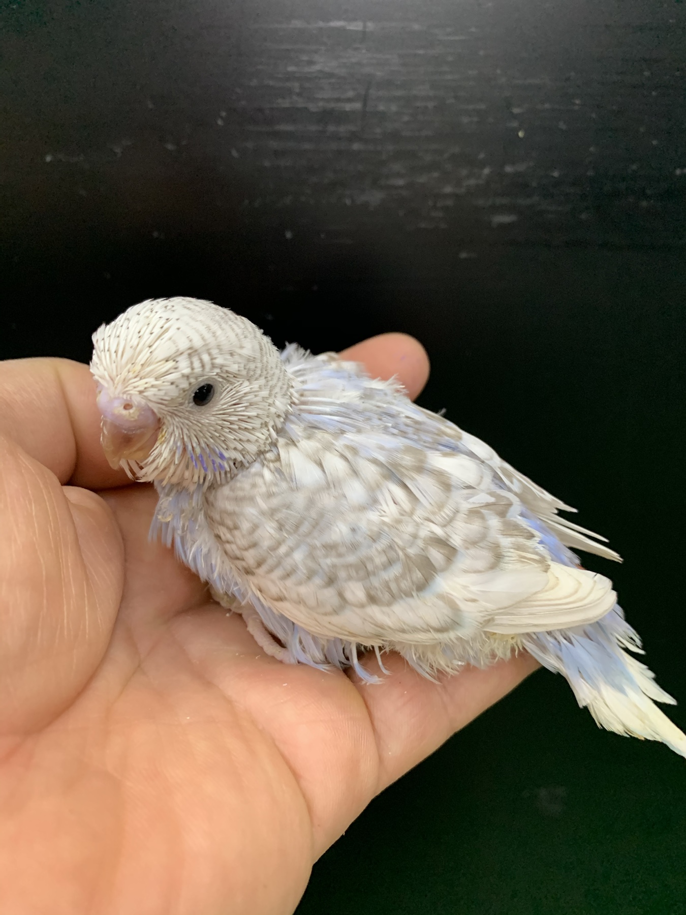 国産手乗りジャンボセキセイインコ – バードショップ ナガシン