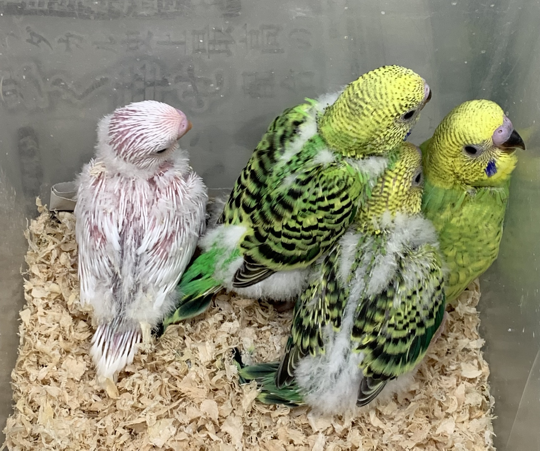 ナガシンブリード手乗りセキセイインコ – バードショップ ナガシン