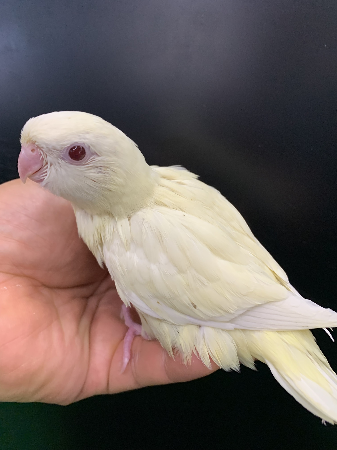 国産手乗りサザナミインコ – バードショップ ナガシン