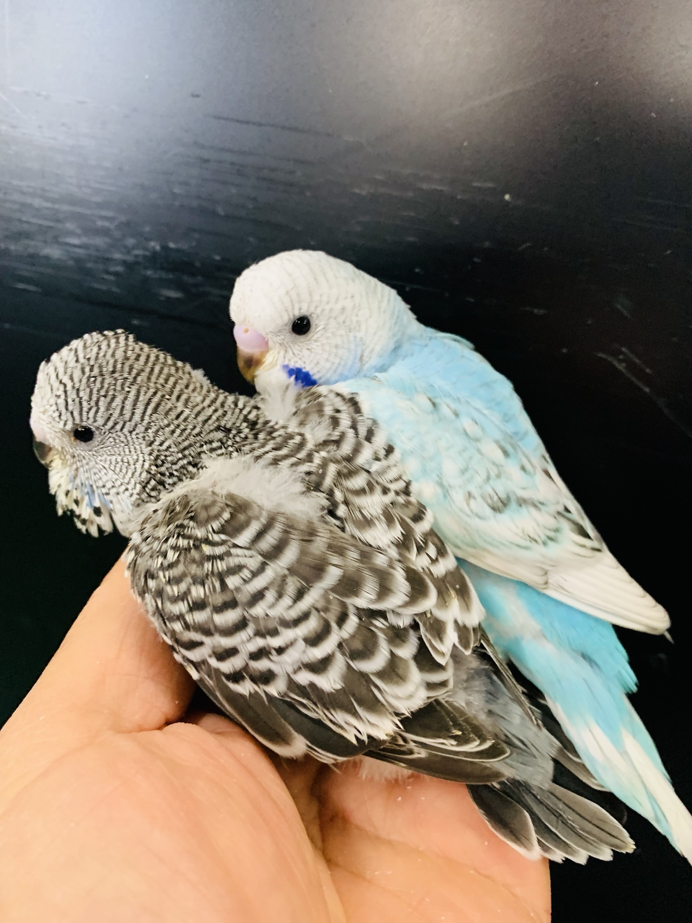 ナガシンブリード手乗りジャンボセキセイインコ – バードショップ ナガシン
