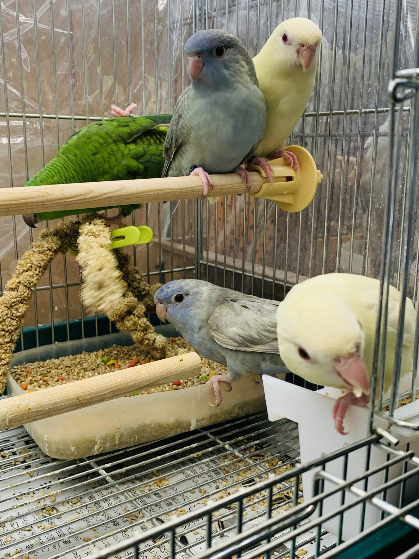 国産手乗りサザナミインコ – バードショップ ナガシン