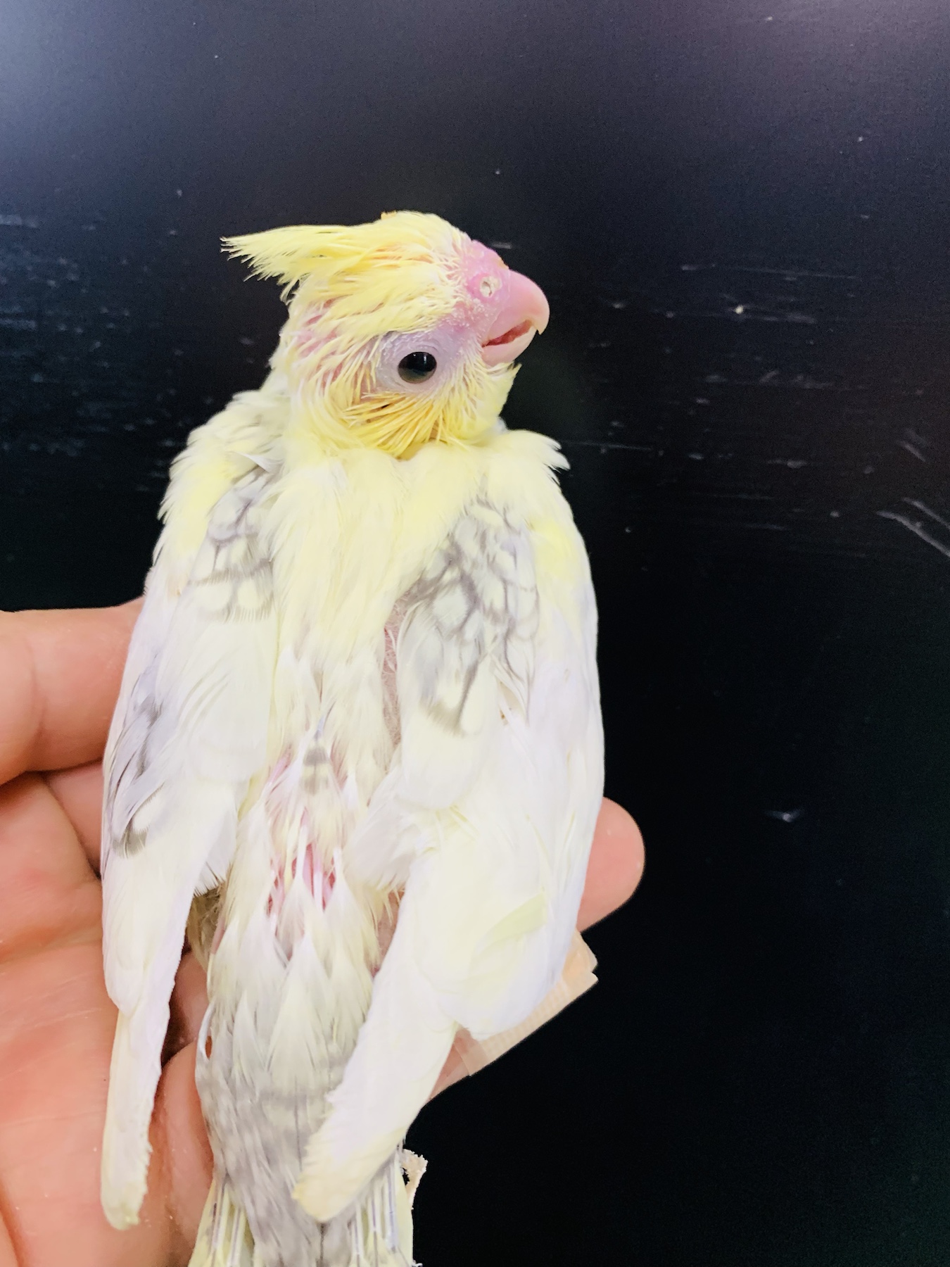 ナガシンブリード手乗りオカメインコ – バードショップ ナガシン